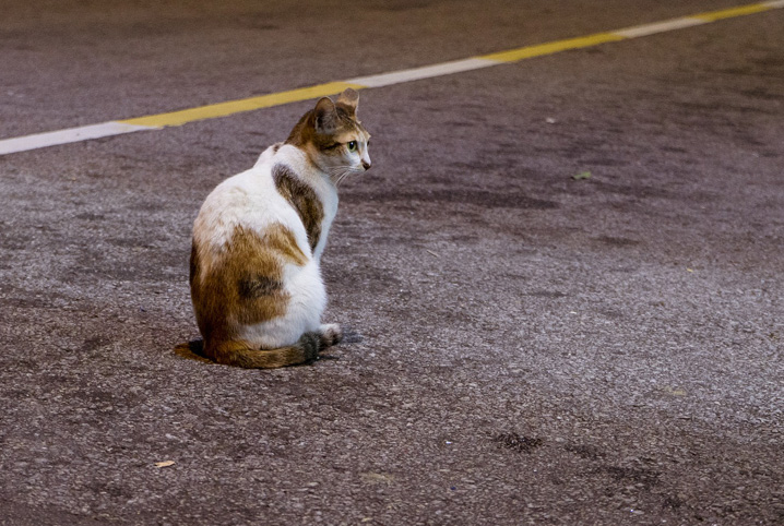 Gato fujão sentado