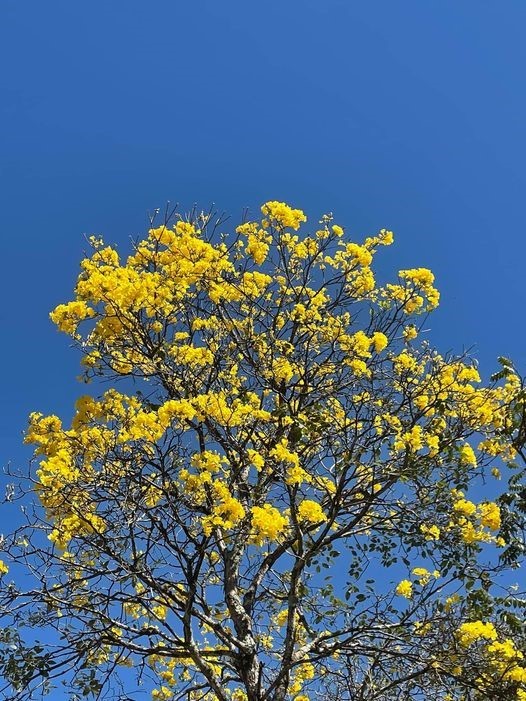 Ipês= amarelo na na SQS 204, em Brasília-DF