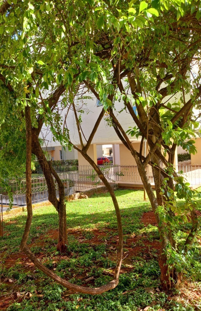 Árvores no jardim da SQS 204